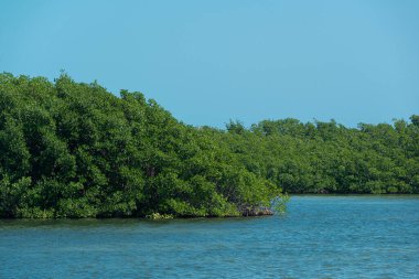Tajamar iskelesindeki Mangrove bölgesi, Cancun, Meksika