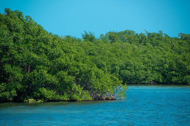 Tajamar iskelesindeki Mangrove bölgesi, Cancun, Meksika