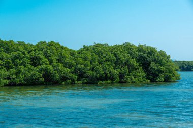 Tajamar iskelesindeki Mangrove bölgesi, Cancun, Meksika