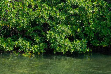 Tajamar iskelesindeki Mangrove bölgesi, Cancun, Meksika
