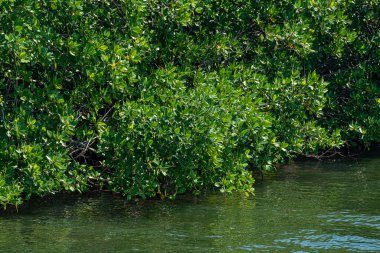 Tajamar iskelesindeki Mangrove bölgesi, Cancun, Meksika