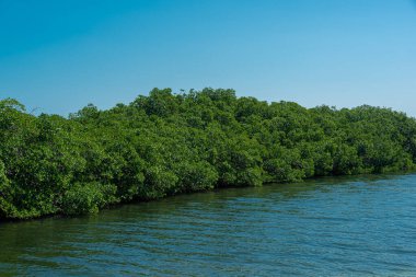 Tajamar iskelesindeki Mangrove bölgesi, Cancun, Meksika
