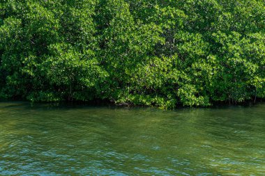 Tajamar iskelesindeki Mangrove bölgesi, Cancun, Meksika