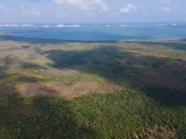 Cancun, Meksika 'daki orman manzarası