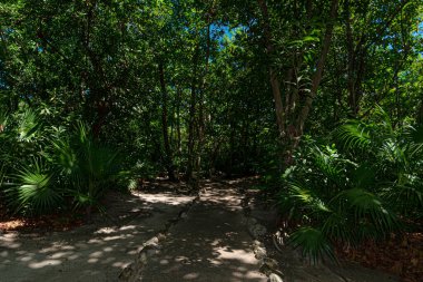 Cancun, Meksika 'daki Antik Maya Ormanı