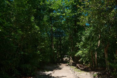Cancun, Meksika 'daki Antik Maya Ormanı
