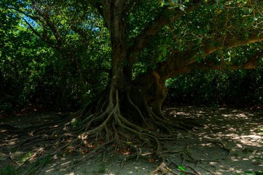 Cancun, Meksika 'daki Antik Maya Ormanı
