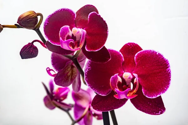 Gros Plan Orchidée Violette Avec Fond Blanc — Photo