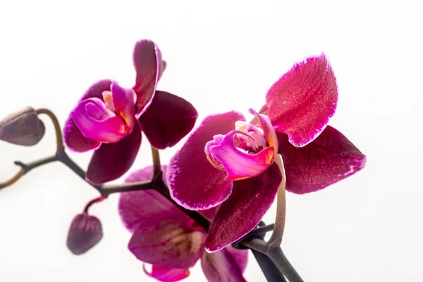 白色背景的紫色兰花的特写 — 图库照片