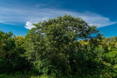 Meksika ormanlarında bulunan tropik ağaçların manzarası