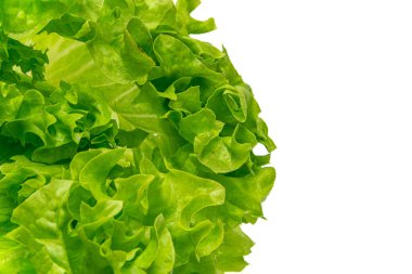 Beyaz arkaplanda marulu kapat