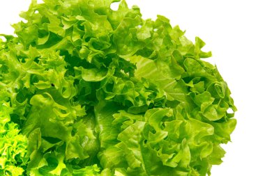 Beyaz arkaplanda marulu kapat