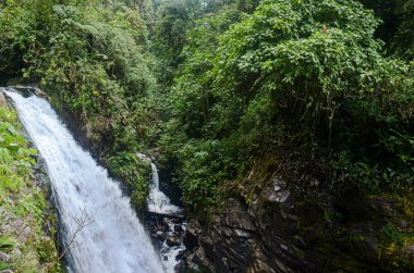 Kosta Rika 'daki La Paz şelalesi ulusal parkı