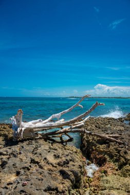 Akumal, Meksika 'da Rocky Beach' te güneşli bir gün.