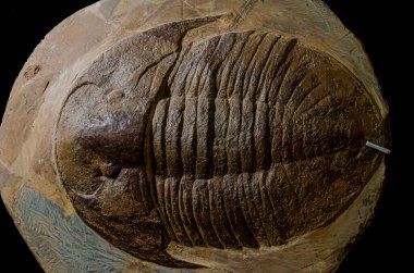 Antik bir trilobit fosilinin yakın çekimi, karmaşık detaylarını ve korunmuş yapısını gözler önüne seriyor, tarih öncesi deniz yaşamına bir bakış sunuyor.