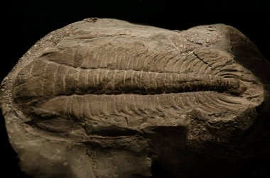 Antik bir trilobit fosilinin yakın çekimi, karmaşık detaylarını ve korunmuş yapısını gözler önüne seriyor, tarih öncesi deniz yaşamına bir bakış sunuyor.