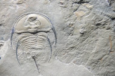 Antik bir trilobit fosilinin yakın çekimi, karmaşık detaylarını ve korunmuş yapısını gözler önüne seriyor, tarih öncesi deniz yaşamına bir bakış sunuyor.