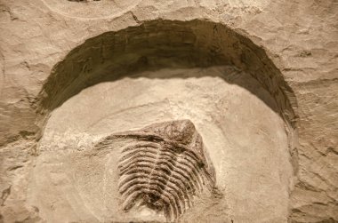 Antik bir trilobit fosilinin yakın çekimi, karmaşık detaylarını ve korunmuş yapısını gözler önüne seriyor, tarih öncesi deniz yaşamına bir bakış sunuyor.