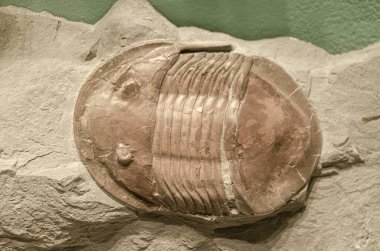 Antik bir trilobit fosilinin yakın çekimi, karmaşık detaylarını ve korunmuş yapısını gözler önüne seriyor, tarih öncesi deniz yaşamına bir bakış sunuyor.