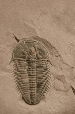 Antik bir trilobit fosilinin yakın çekimi, karmaşık detaylarını ve korunmuş yapısını gözler önüne seriyor, tarih öncesi deniz yaşamına bir bakış sunuyor.