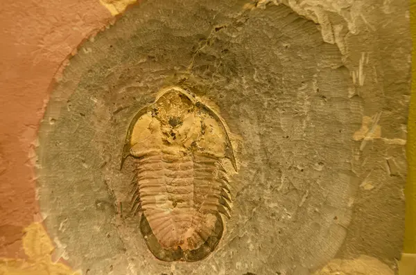 stock image Close-up of an ancient trilobite fossil, showcasing its intricate details and preserved structure, offering a glimpse into prehistoric marine life