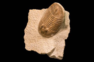 Müzede sergilenen eski bir trilobit fosilinin yakın çekimi. Bu nesli tükenmiş deniz canlısı Dünya 'nın tarih öncesi yaşamının büyüleyici bir hatırlatıcısıdır.