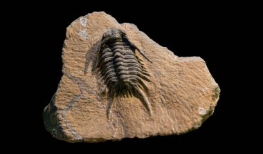 A close-up of an ancient trilobite fossil displayed in a museum. This extinct marine creature is a fascinating reminder of Earth's prehistoric life clipart