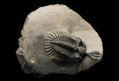 Müzede sergilenen eski bir trilobit fosilinin yakın çekimi. Bu nesli tükenmiş deniz canlısı Dünya 'nın tarih öncesi yaşamının büyüleyici bir hatırlatıcısıdır.