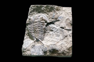 Müzede sergilenen eski bir trilobit fosilinin yakın çekimi. Bu nesli tükenmiş deniz canlısı Dünya 'nın tarih öncesi yaşamının büyüleyici bir hatırlatıcısıdır.