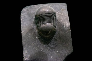 A close-up of an ancient trilobite fossil displayed in a museum. This extinct marine creature is a fascinating reminder of Earth's prehistoric life clipart