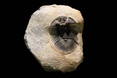 Müzede sergilenen eski bir trilobit fosilinin yakın çekimi. Bu nesli tükenmiş deniz canlısı Dünya 'nın tarih öncesi yaşamının büyüleyici bir hatırlatıcısıdır.