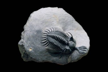 A close-up of an ancient trilobite fossil displayed in a museum. This extinct marine creature is a fascinating reminder of Earth's prehistoric life clipart