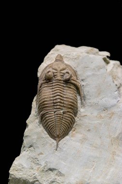 A close-up of an ancient trilobite fossil displayed in a museum. This extinct marine creature is a fascinating reminder of Earth's prehistoric life clipart