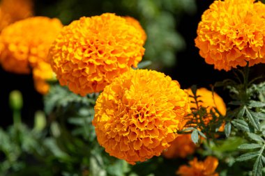 Cuernavaca Morelos 'taki tarihi Hernn Corts Sarayı' nın resimli bir manzarasında sömürge mimarisi ve kültür mirası sergileniyor.