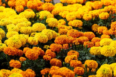 Cuernavaca 'daki tarihi Hernn Corts Sarayı' nın resimli görüntüsü sömürge mimarisi ve kültür mirasını gözler önüne seriyor.