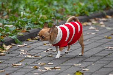 Köpek, sahibini bekliyor. Köpek topu. Köpek parkı. Köpek cinsi. Safkan hayvanlar. Yumuşak bir hayvan..