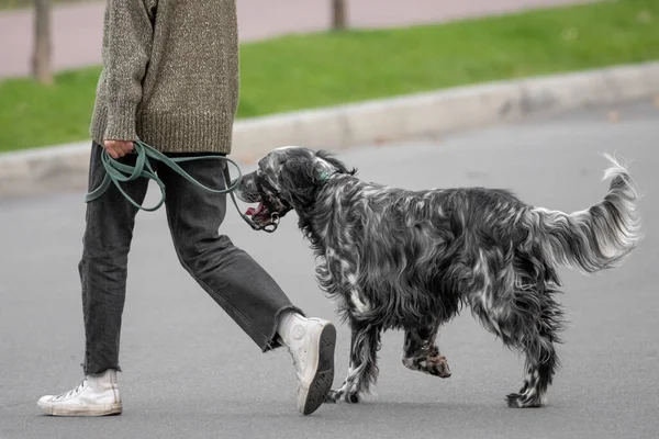 Der Hund Wartet Auf Den Besitzer Hundekugel Hundespielplatz Hunderasse Reinrassige — Stockfoto