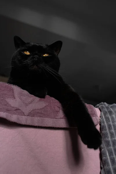 Черная Кошка Жёлтыми Глазами Величественно Лежит Чистая Чёрная Кошка Кошачья — стоковое фото