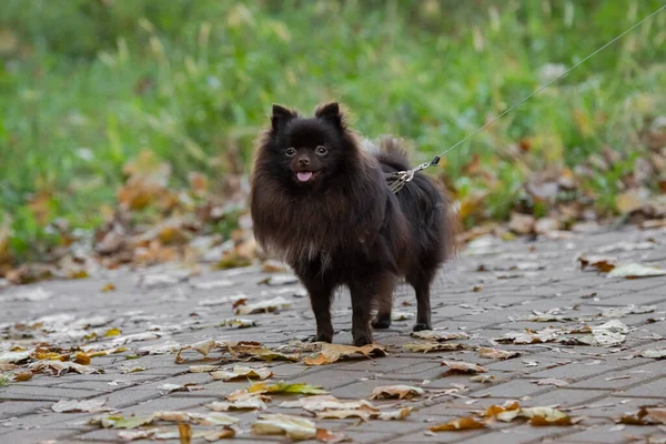 Köpek Sahibini Bekliyor Köpek Topu Köpek Parkı Köpek Cinsi Safkan — Stok fotoğraf