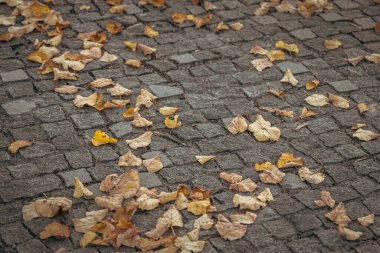 Sarı sonbahar yaprakları şehir parkında bir kaldırım taşının üzerinde. Sonbahar manzarası. Altın sonbahar. Ekim havası. Şehir parkında sonbahar. Sarı yaprak.