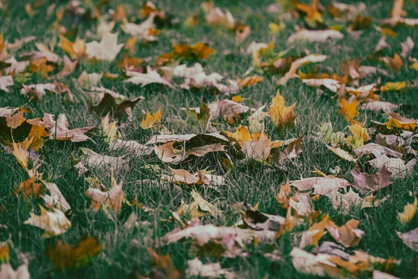 秋天公园 黄色和橙色的叶子在绿草上 秋天的背景秋天树叶沙沙作响 树叶从树上掉下来的季节 — 图库照片