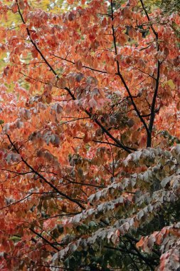 Altın sonbahar. Sonbahar doğası. Sarı yapraklar. Turuncu yapraklar. Güneş ışınları. Resimli bir manzara. Ağaçlardaki yaprak hışırtısı. Sıcak resim.