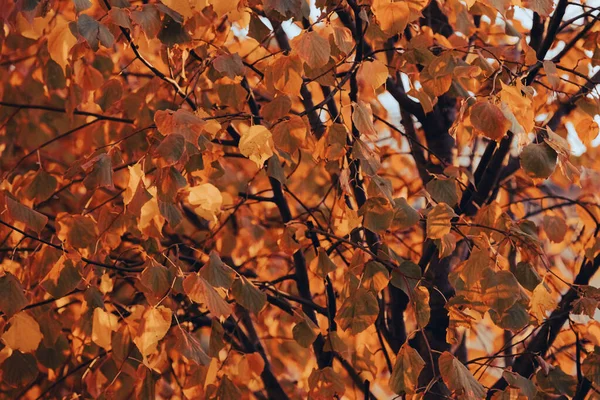 Outono Dourado Natureza Outono Folhas Amarelas Folhagem Laranja Raios Solares — Fotografia de Stock