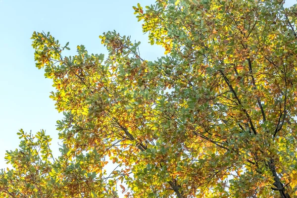 Золота Осінь Осіння Природа Жовте Зелене Листя Сонячні Промені Мальовничий — стокове фото