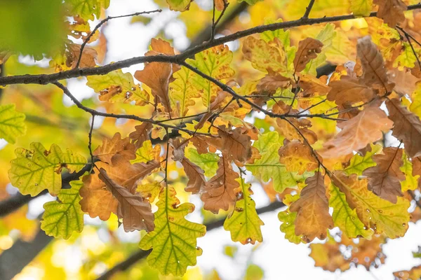 Outono Dourado Natureza Outono Folhas Amarelas Verdes Raios Solares Paisagem — Fotografia de Stock