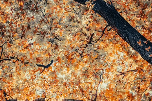 金秋秋天的自然黄叶 橙色的叶子 太阳光 风景如画 树叶在树上沙沙作响 保暖图片 — 图库照片