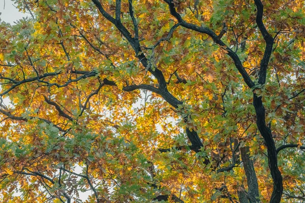 Золота Осінь Осіння Природа Жовте Зелене Листя Сонячні Промені Мальовничий — стокове фото