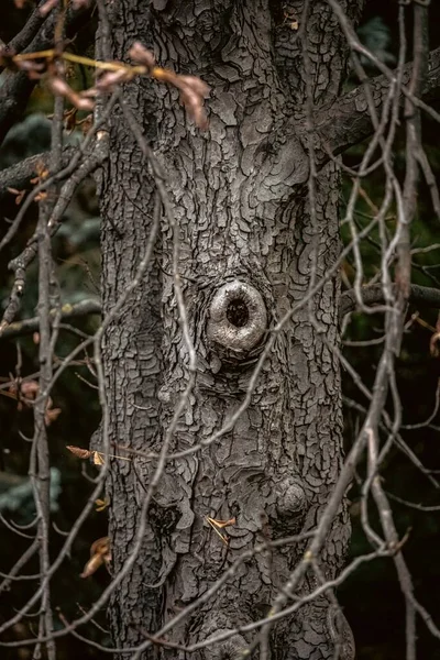 Trockener Baum Rindenstruktur Hohl Stamm Waldbild Gotik Die Natur Schläft — Stockfoto