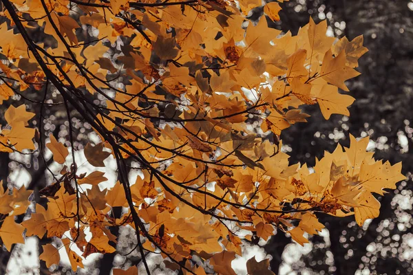 Золота Осінь Осіння Природа Жовте Листя Помаранчеве Листя Сонячні Промені — стокове фото