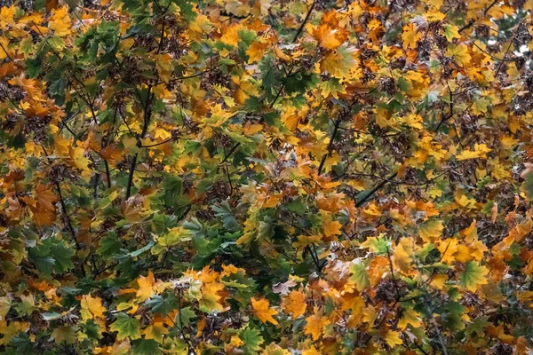 Goldener Herbst Herbstliche Natur Gelbe Und Grüne Blätter Sonnenstrahlen Malerische — Stockfoto